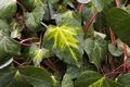 Hedera colchica Sulphur Heart IMG_6533 Bluszcz kolchidzki